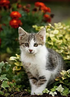 Housecat: Kitten sitting in a flowerbed, 12 weeks