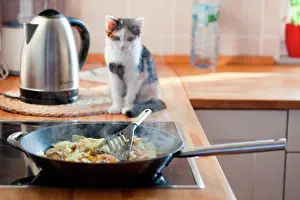Potatoes: Kitten sitting in front of a pan with fried potatoes