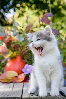 Yawns: Kitten sitting at a pumpkin and autumn leaves France