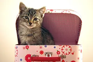 Suitcase: Kitten sitting in a suitcase child France