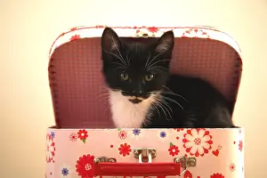 Suitcase: Kitten sitting in a suitcase child France