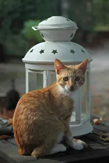 Tables: Kitten sitting on a table next to a lantern - France