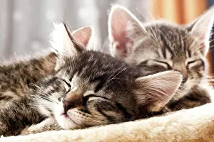 Doze: Kitten sleeping, 6 weeks old