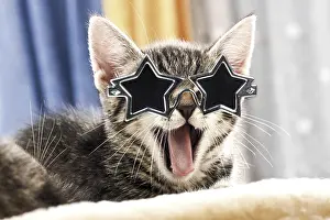 Laughter: Kitten with star sun-glasses