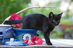 Mallows: Kitten on a table hind legs in a pot France