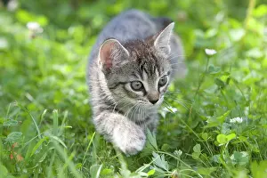 230518: Kitten in tall grass