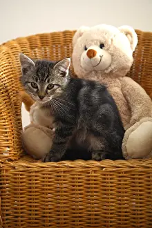 Wicker: Kitten and Teddy on a wicker chair France
