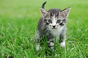 Curiously: Kitten walking through grass Kitten Outside Walking