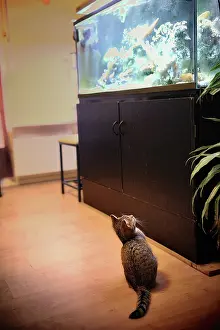 Positions: Kitten watching an aquarium