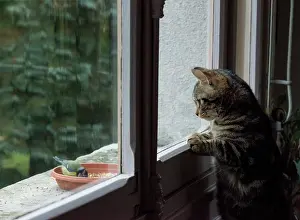 Windows: Kitten watching a blue messange behind a window