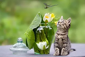Odonate: Kitten watching a Dragonfly in Oberbruck Alsace France