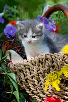 Bait: Kitten in a wicker basket and flower Alsace France