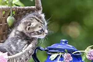 Trugs: Kitten in a wicker basket and flowers in summer France