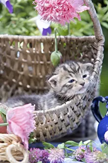 Trugs: Kitten in a wicker basket and flowers in summer France