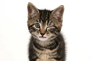 Winking: Kitten winking