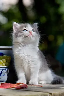 Bait: Kitten on a wooden table and raisin Alsace France