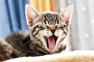 Lays: Kitten yawning, 6 weeks old