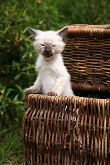 Yawns: Kitten yawning in a basket put in a garden