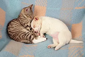 Napping: Kitten and young peacefully sleeping beside each