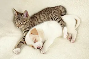 Napping: Kitten and young peacefully sleeping beside each