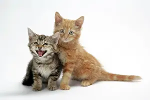 Miaowing: Two kittens