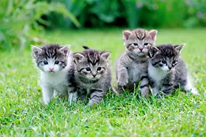 Inquisitive: Kittens