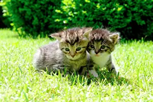 Inquisitive: Kittens