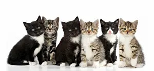 Six kittens