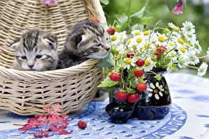 Strawberries: Kittens in a basket with flowers and Wild Strawberries
