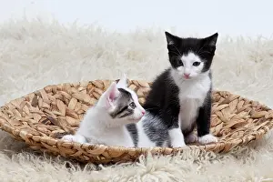 Braid: Two kittens in a bowl