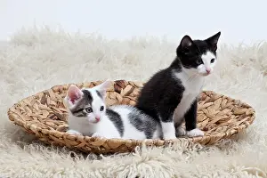 Braid: Two kittens in a bowl