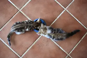 Cans: Two Kittens eating in the same bowl