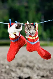 Clothes: Kittens hanging in woollen socks on a clothesline