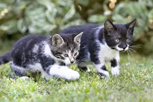 Hunted: Kittens being lying in wait Lautenbach France