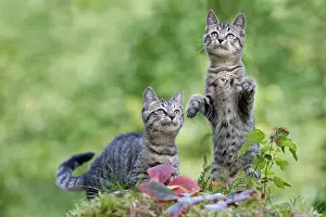 Hunted: Two kittens observing on moss in forest Oberbruck
