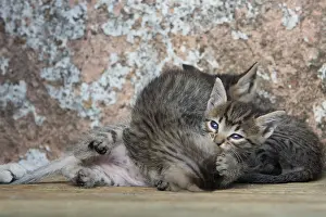 Bites: Kittens playing near a wall