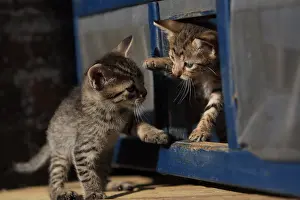 Squares: Kittens playing in a square opening