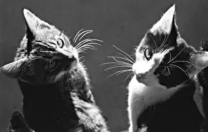 Beauregard: Kittens Refuge of Beauregard France