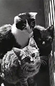 Gloomly: Kittens Refuge of Beauregard France
