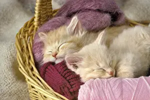Heavy: Kittens Sleeping in the Yarn!