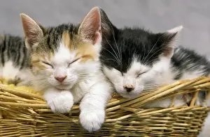 Basket: Kittens Sleeping in the Yarn Basket!