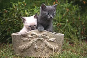 Sculptures: Two Kittens in a stone flowerpot