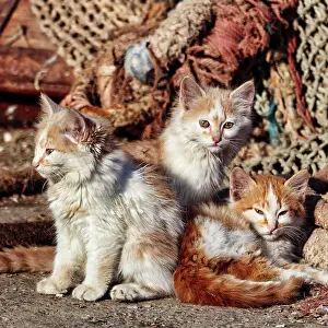 Moroccan: Three kittens, strays sitting in front of fishing