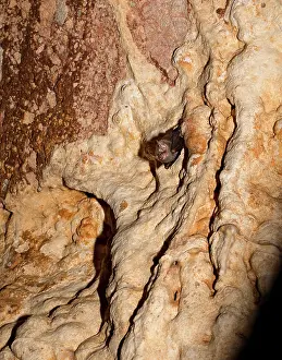 Thonglongyai: Kitti's Hog-nosed or Bumblebee Bat