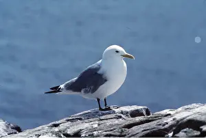 Kittiwakes: KITTIWAKE