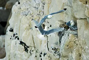 Kittiwakes: Kittiwake - adult approaching the nest whilst a
