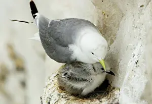 Kittiwakes: Kittiwake - adult and chick on the nest