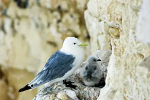 Kittiwakes: Kittiwake - adult and chick on the nest