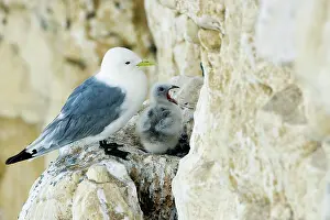 Kittiwakes: Kittiwake - adult and chick on the nest ledge -