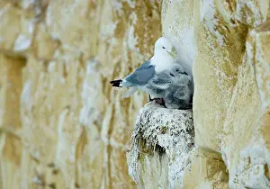 Kittiwakes: Kittiwake - adult and two chicks squeezed onto